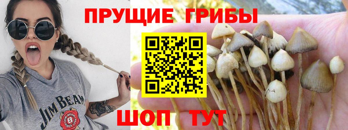 Галлюциногенные грибы Cubensis  Псилоцибиновые грибы прущие грибы  купить закладку  Вход с VPN  Чебаркуль 