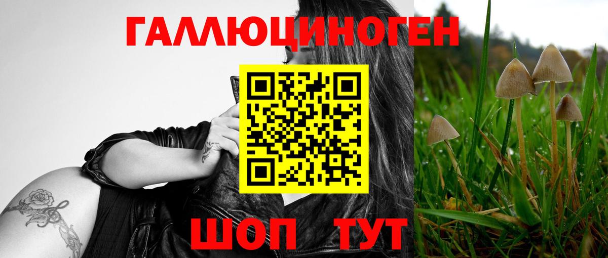 Галлюциногенные грибы Psilocybe Чебаркуль